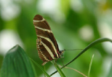 schmetterling011091.jpg