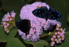 schmetterling011092.jpg