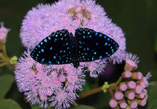schmetterling011093.jpg