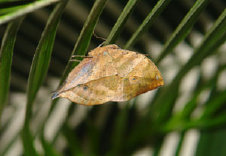 schmetterling011094.jpg