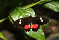 schmetterling011095.jpg