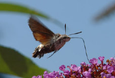 schmetterling011096.jpg
