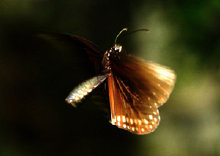 schmetterling011097.jpg