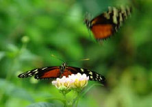 schmetterling011099.jpg