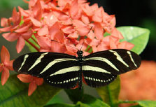 schmetterling0120100.jpg