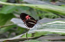 schmetterling012062.jpg