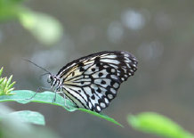schmetterling012063.jpg