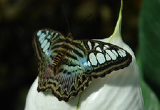 schmetterling012064.jpg