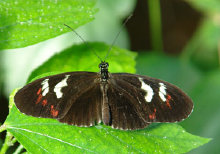 schmetterling012065.jpg