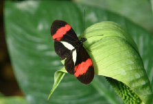 schmetterling012066.jpg