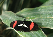 schmetterling012067.jpg