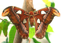 schmetterling012068.jpg