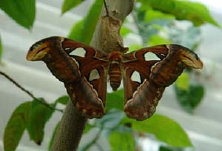 schmetterling012069.jpg