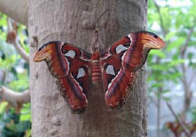 schmetterling012070.jpg