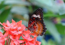 schmetterling012071.jpg