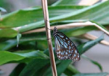 schmetterling012072.jpg