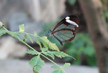schmetterling012073.jpg