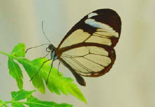 schmetterling012074.jpg