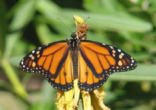 schmetterling012075.jpg