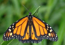 schmetterling012076.jpg