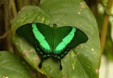 schmetterling012077.jpg
