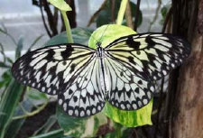 schmetterling012078.jpg