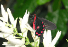schmetterling012079.jpg