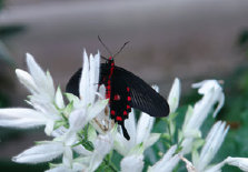 schmetterling012080.jpg
