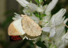 schmetterling012081.jpg