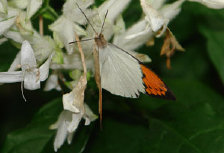 schmetterling012082.jpg