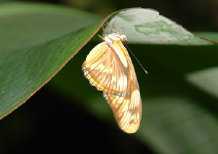 schmetterling012083.jpg