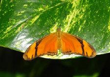 schmetterling012084.jpg