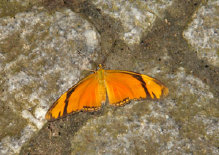 schmetterling012085.jpg