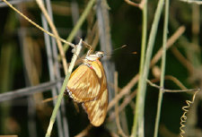 schmetterling012086.jpg
