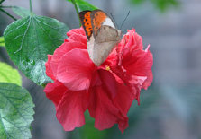 schmetterling012087.jpg