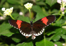 schmetterling012088.jpg