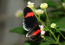 schmetterling012089.jpg