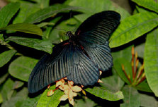schmetterling012090.jpg