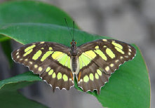 schmetterling012091.jpg