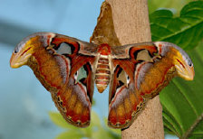 schmetterling012092.jpg