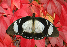 schmetterling012093.jpg