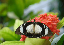 schmetterling012094.jpg