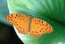 schmetterling012095.jpg