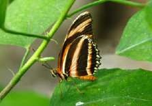 schmetterling012096.jpg