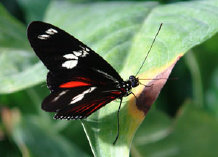 schmetterling012097.jpg