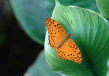 schmetterling012098.jpg