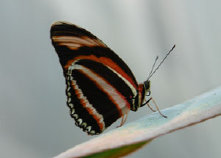 schmetterling012099.jpg