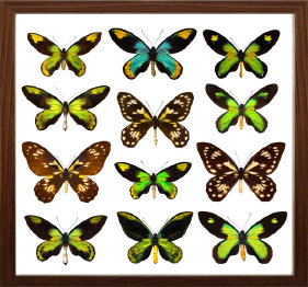 schmetterling014061.jpg