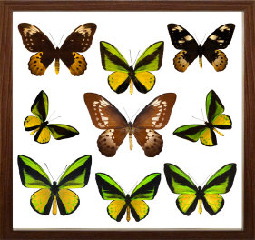 schmetterling014062.jpg