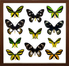 schmetterling014063.jpg